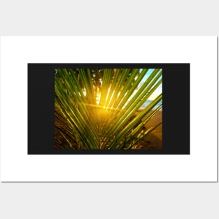 Sunlight Through Palm Tree Posters and Art